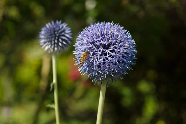 Blühender Echinops sphaerocephalus. — Stockfoto