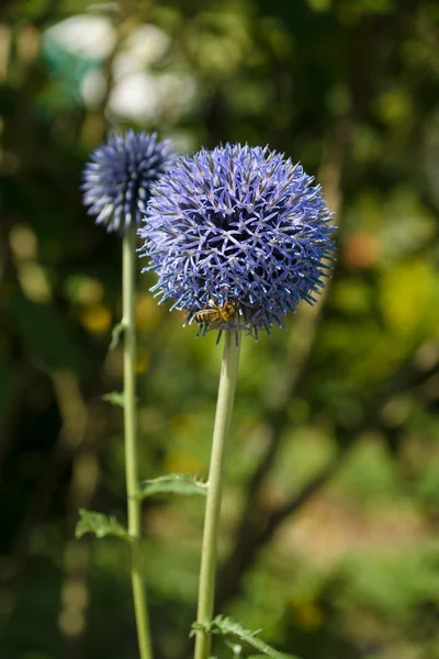 Blühender Echinops sphaerocephalus. — Stockfoto