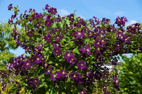 Flowering Clematis. Background. — Stock Photo, Image