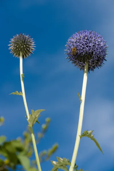 Blühender Echinops sphaerocephalus. — Stockfoto