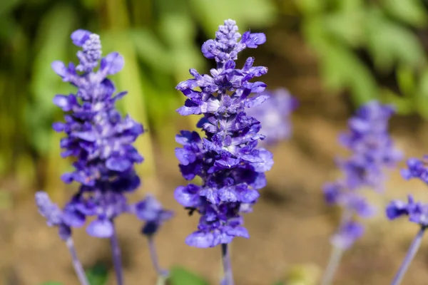 Fioritura Lavandula (Lavanda). Profondità di campo ridotta (DOF). Concentrarsi sulle conoscenze acquisite . — Foto Stock