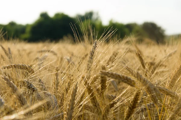 Campo de grano — Foto de Stock