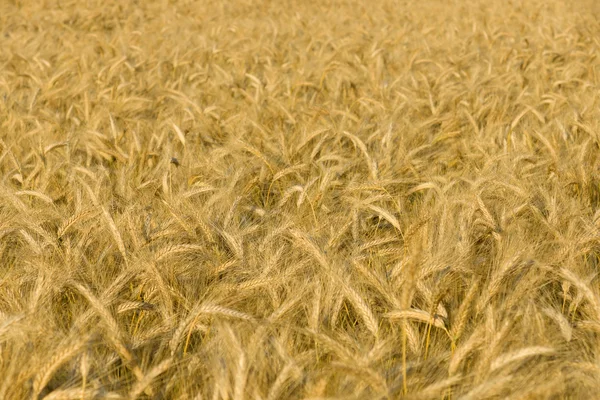 Campo de trigo. Contexto — Fotografia de Stock