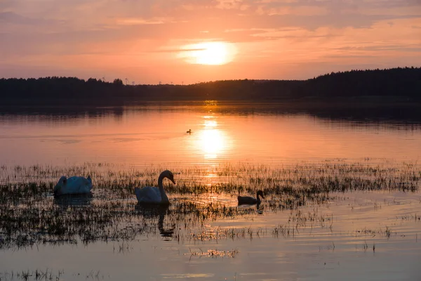 Bright sunset on the lake. — Stock Photo, Image