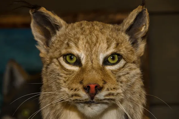 Un animale imbalsamato. Lynx . — Foto Stock