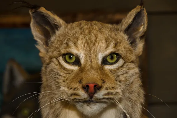 Animal de peluche. Lince. . —  Fotos de Stock