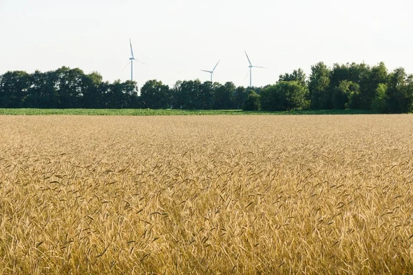 Wiejski krajobraz. zachód słońca. turbiny wiatrowe w tle. — Zdjęcie stockowe