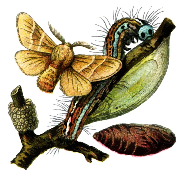 La polilla lacaya (Malacosoma neustria ) — Archivo Imágenes Vectoriales
