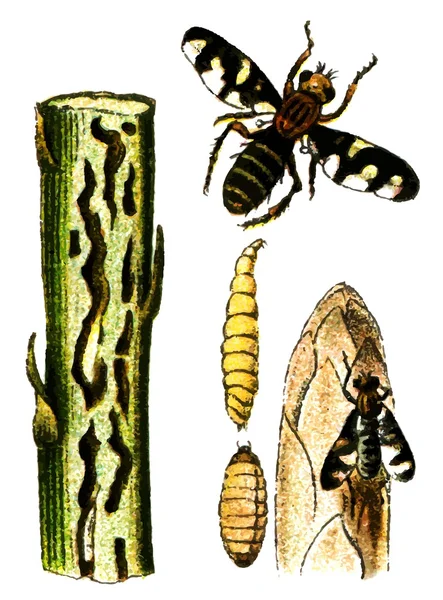 Insektenschädling Platyparea poeciloptera. — Stockvektor