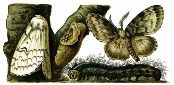 Plaga de insectos Lymantria dispar — Vector de stock