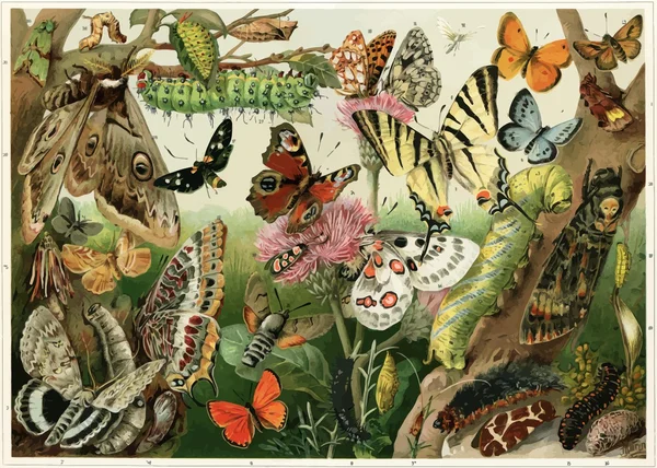 다양 한 나비, 나 방, 유 충, 해충. — 스톡 벡터