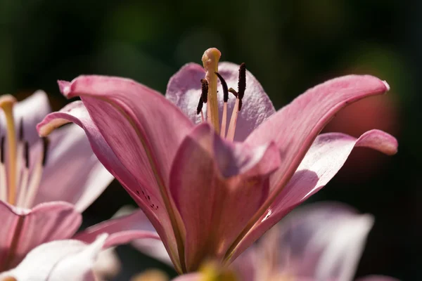 Lily flower närbild. — Stockfoto