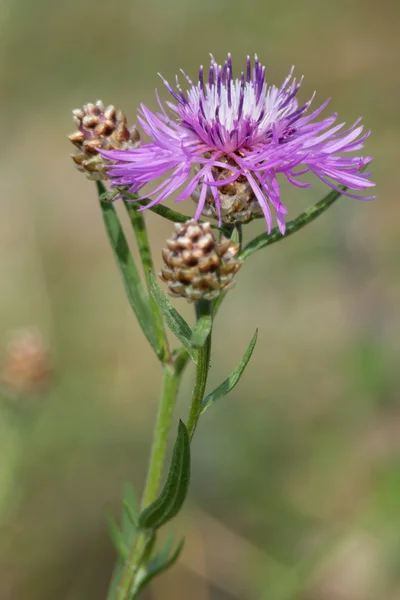 Çiçekli cirsium arvense. — Stok fotoğraf