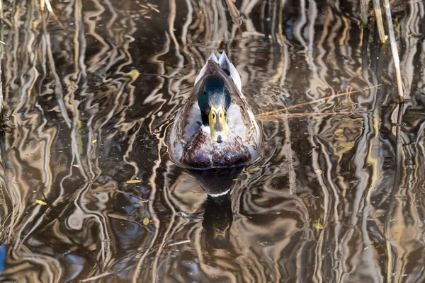 Drake. Reflejo inusual del agua — Foto de Stock