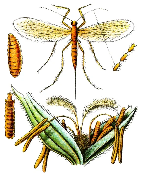 Insecto Sitodiplosis mosellana . — Archivo Imágenes Vectoriales