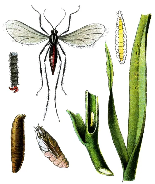 Plaga de insectos Hessian fly (Mayetiola destructor ) — Vector de stock