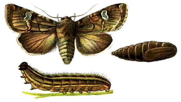 Insecto plaga Sallow oscuro (Eremobia ochroleuca ). — Vector de stock