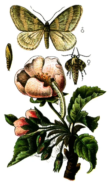 Polilla Invernal de Insectos (Operophtera brumata ). — Archivo Imágenes Vectoriales