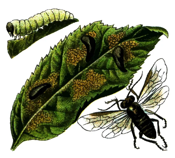 Owad pomrowik wiśnia (caliroa cerasi) — Wektor stockowy