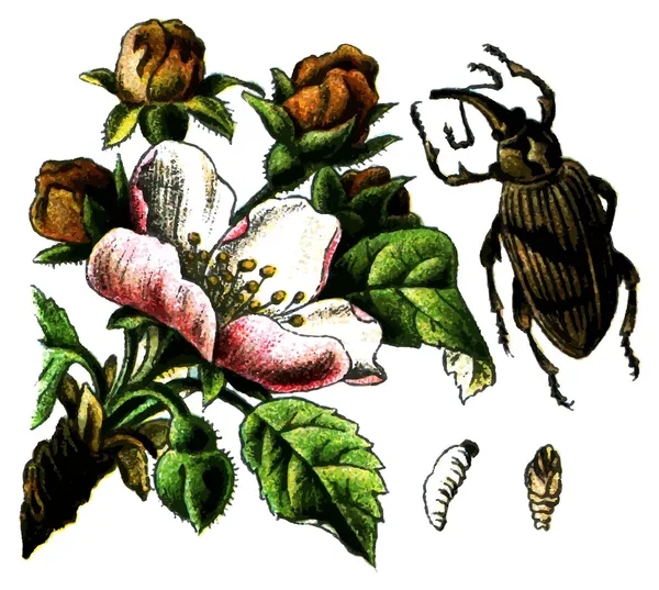 Insekt anthonomus pomorum (Apfelblütenrüssler)) — Stockvektor