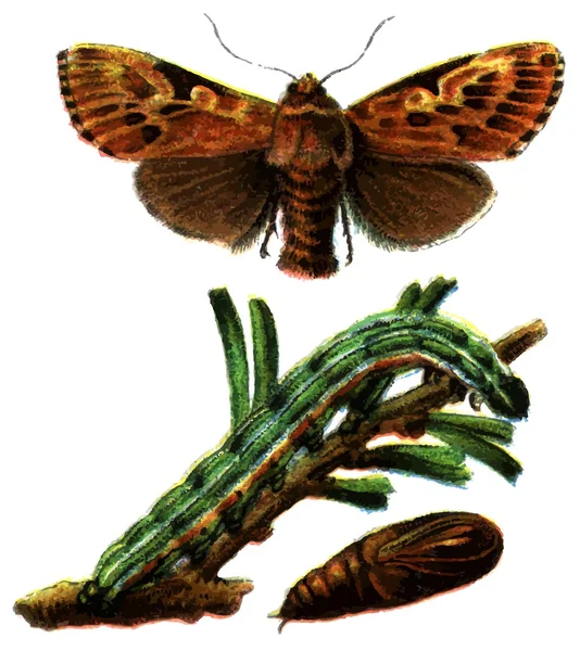 Pino insecto belleza (Panolis flammea ). — Archivo Imágenes Vectoriales