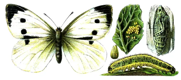 Insecto Pieris brassicae . — Archivo Imágenes Vectoriales