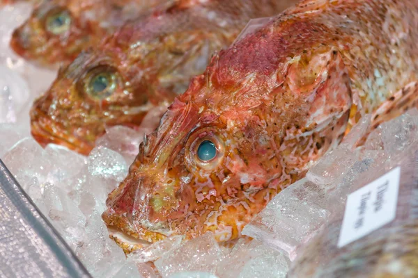 Peixes refrigerados — Fotografia de Stock
