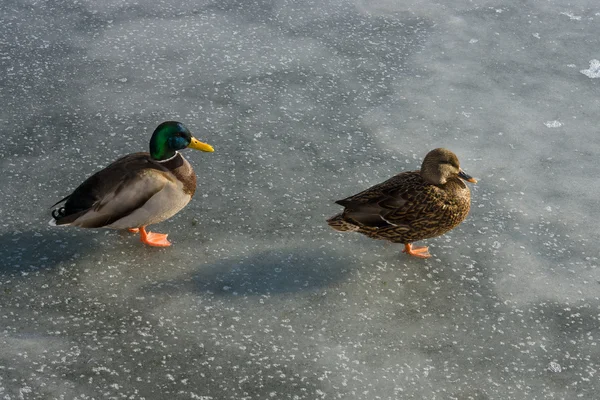 Ducks on ice. — Stock Photo, Image