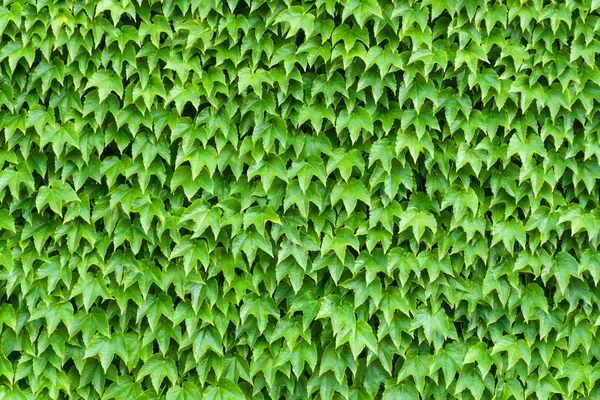 Background of foliage — Stock Photo, Image