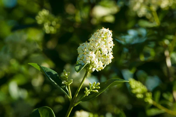 Flowering Ligustrum. — Stock Photo, Image