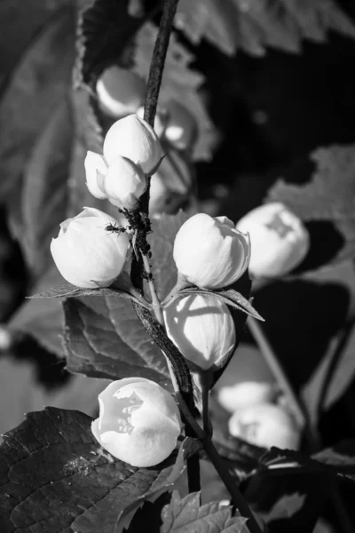 Kwitnący jaśmin. Czarno-białe — Zdjęcie stockowe