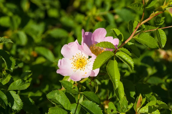 Blooming wild rose hips. — Stock Photo, Image