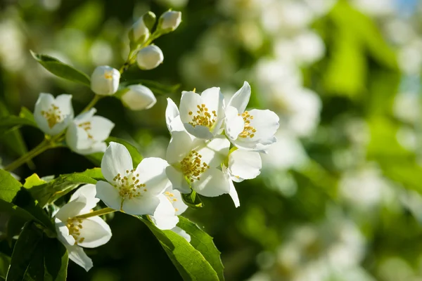 Jasmim em flor — Fotografia de Stock