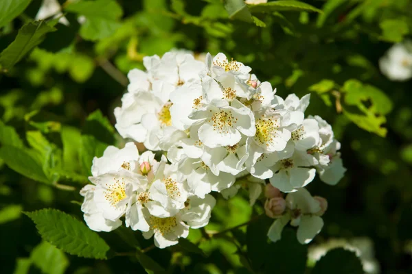 Blooming jasmine — Stock Photo, Image