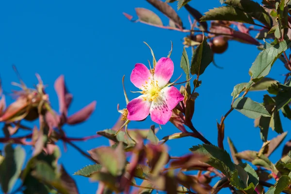 野生のローズヒップを開花. — ストック写真