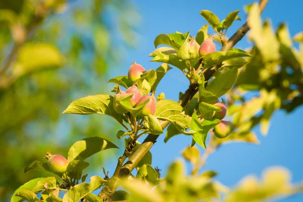 Branch with unripe apples. Future harvest. — Stock Photo, Image