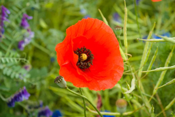 Time of  flowering poppy. — Stock Photo, Image