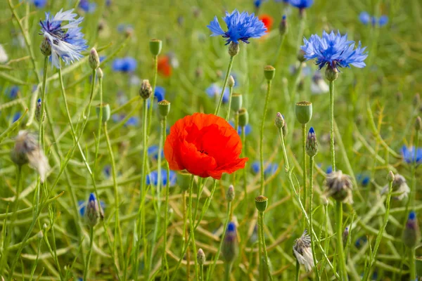 Time of  flowering poppy. — Stock Photo, Image