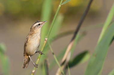 Sedge Warbler (Acrocephalus schoenobaenus) clipart