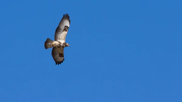 Buzzard in flight — Stock Photo, Image