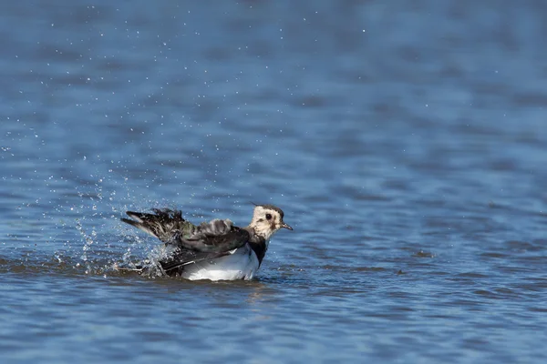 Un lapwing sta facendo il bagno — Foto Stock