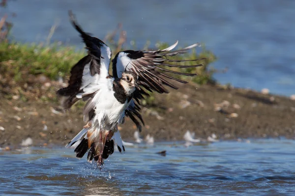 A lapwing is taking off — Stock Photo, Image