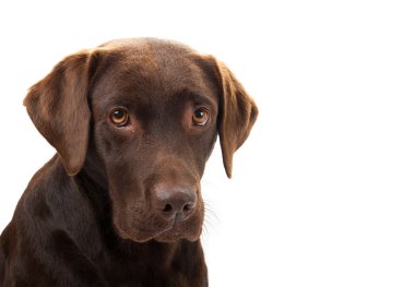 kahverengi labrador üzülmüş