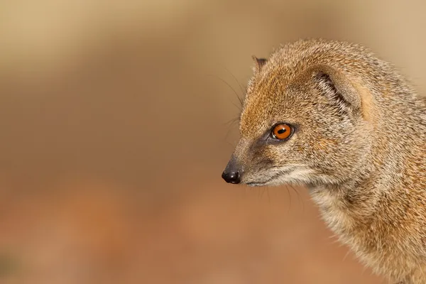 Erdmännchen-Porträt — Stockfoto