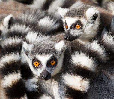 Ring-tailed lemurs (Lemur catta) huddle together clipart
