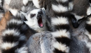 halka kuyruklu lemur (Madagaskar maymunu catta) bir araya topladığım