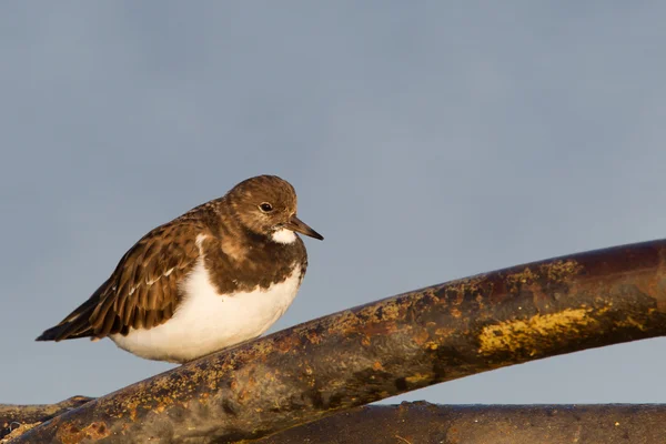 红润 turnstone — 图库照片