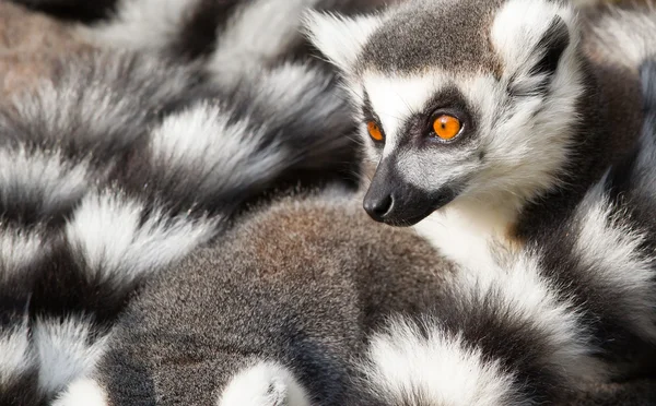 ワオキツネザル (Lemur catta) は一緒にちじこまる — ストック写真