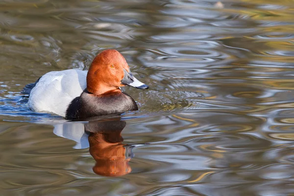 Pochard comum (Aythya ferina) natação — Fotografia de Stock