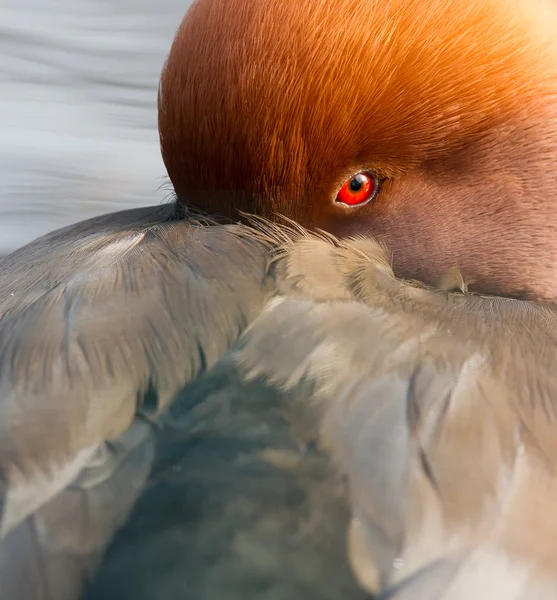 Κόκκινο κορωνίδα pochard (Netta Rufina) Close-up — Φωτογραφία Αρχείου